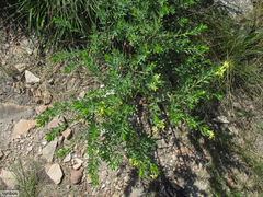 Lasiosiphon triplinervis