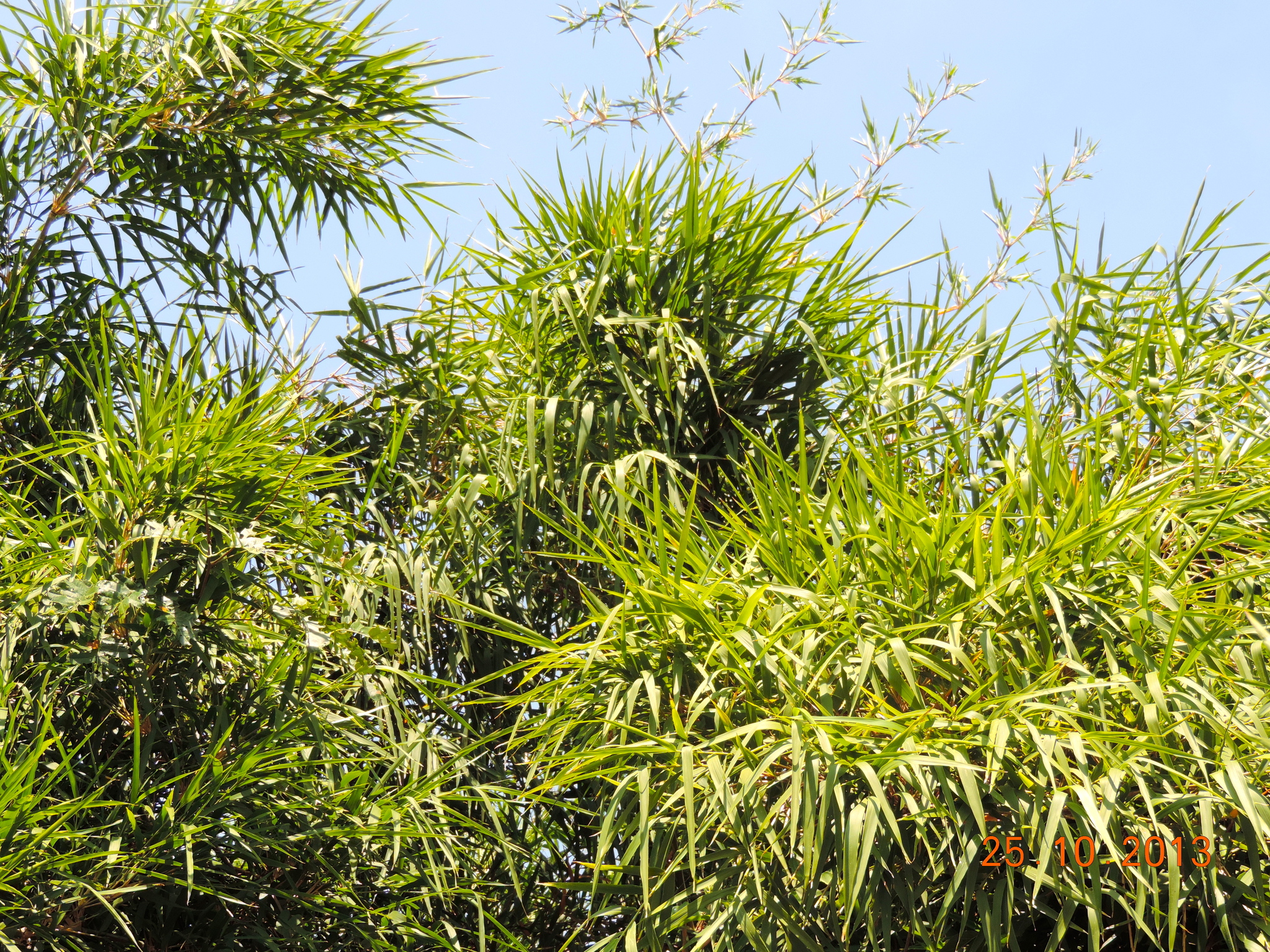 Otatea