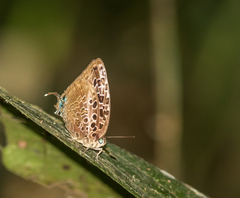 Arhopala anthelus