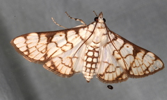 Aphytoceros lucusalis
