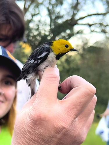 iNaturalist observation photo of Hermit Warbler
