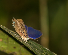 Arhopala anthelus