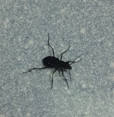 Cicindela flavomaculata