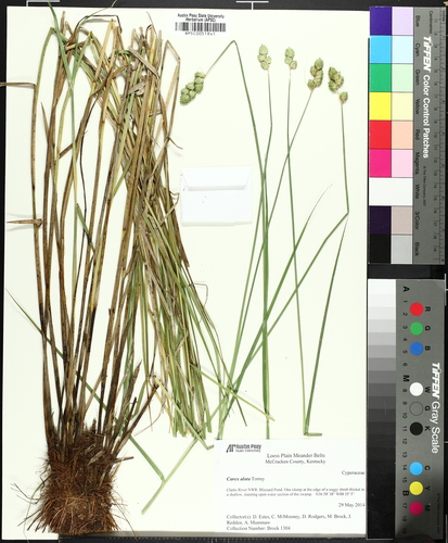 Broadwing Sedge (Carex alata)