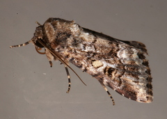 Spodoptera umbraculata