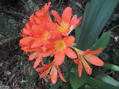 Clivia miniata