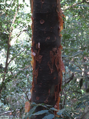 Commiphora harveyi