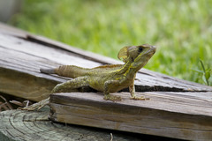 Basiliscus vittatus