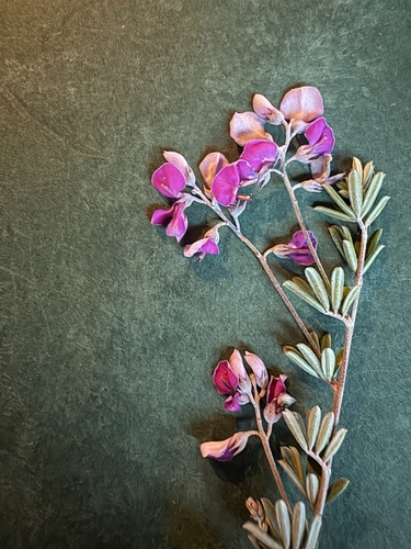 Limestone Indigo (Indigofera calcarea)