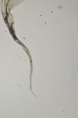Stereodon callichrous