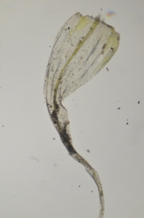 Stereodon callichrous