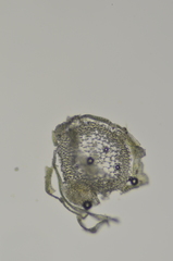Stereodon callichrous