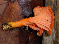 Cantharellus coccolobae