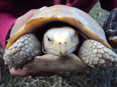 Indotestudo elongata