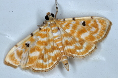 Notarcha aurolinealis