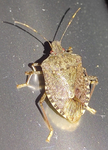 Brown Marmorated Stink Bug