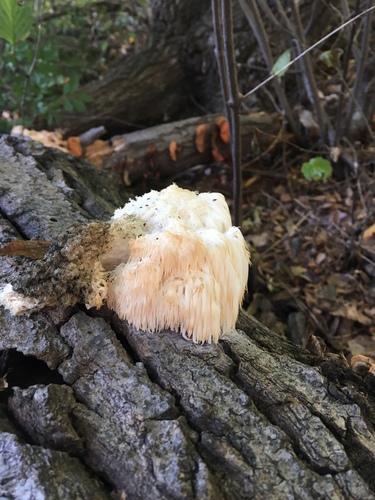 Hericium erinaceus