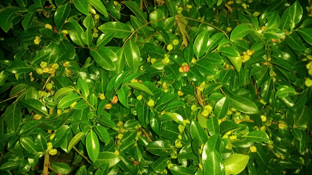 Cheese Tree from Iluka NSW 2466, Australia on November 2, 2019 by ...