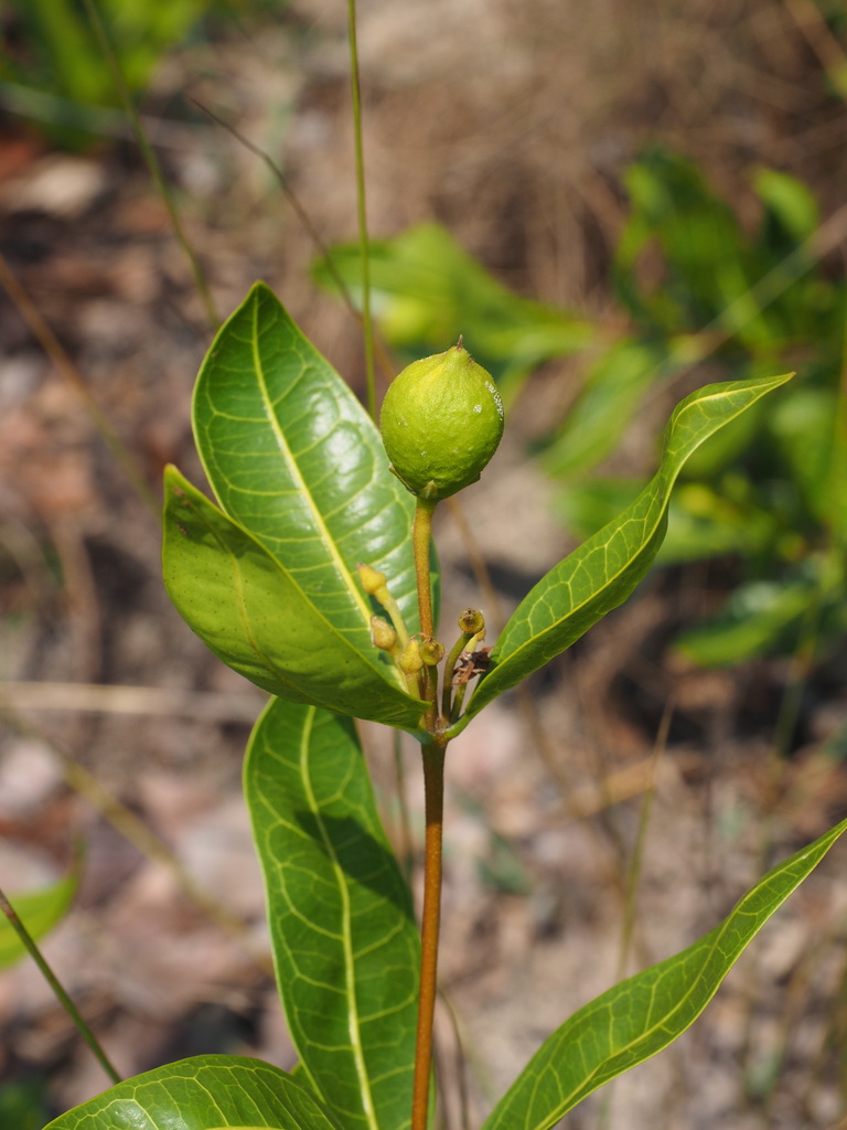 Landolphia lanceolata