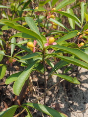 Brackenridgea arenaria