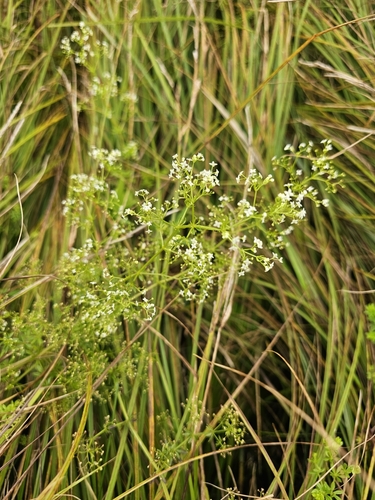 rough bedstraw (Galium asprellum)