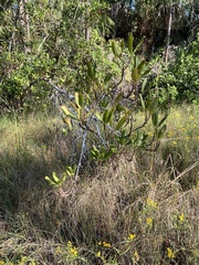 Myrsine cubana