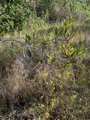 Myrsine cubana