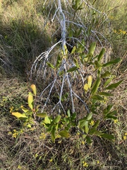 Myrsine cubana