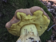 Butyriboletus persolidus