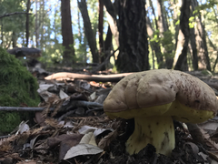 Butyriboletus persolidus