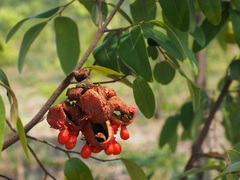 Xylopia odoratissima