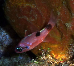 Apogon maculatus