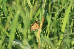 Danaus gilippus