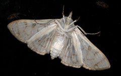 Aphytoceros lucusalis