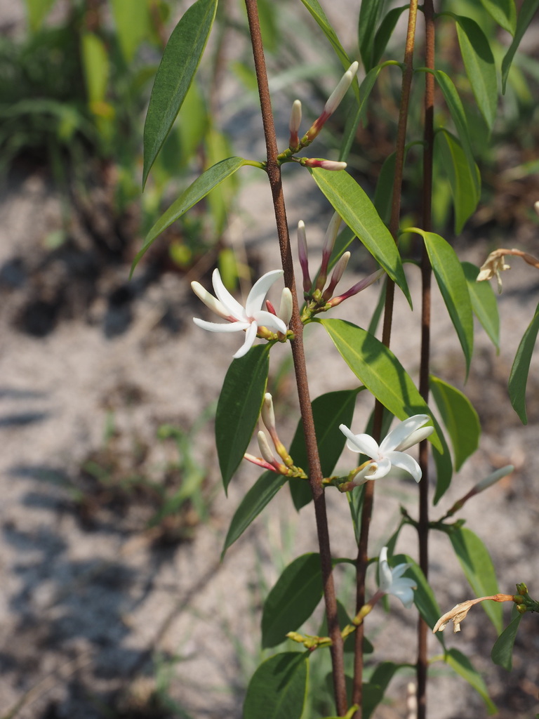 Chamaeclitandra