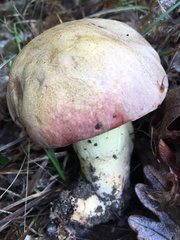 Butyriboletus pseudoregius