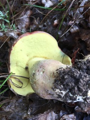 Butyriboletus pseudoregius