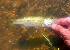 Micropterus henshalli