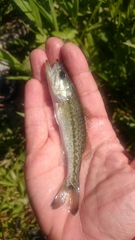 Micropterus henshalli