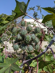 Ricinus communis