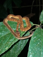 Painted Mock Viper photo 3