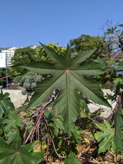 Ricinus communis