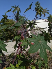 Ricinus communis