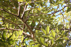 Psittacara finschi