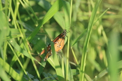 Danaus gilippus