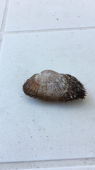 Barbatia barbata