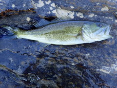Micropterus henshalli