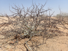 Commiphora wildii