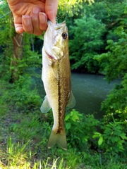 Micropterus henshalli