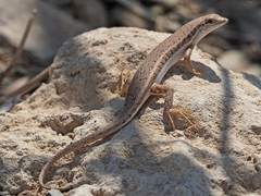 Trachylepis acutilabris